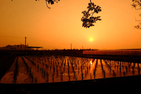 Paddy scene at duskの写真素材