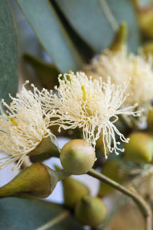 close up eucalyptus branchの写真素材