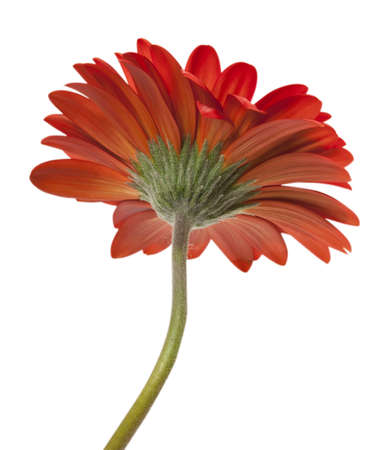 Red gerbera isolated on white backgroundの写真素材