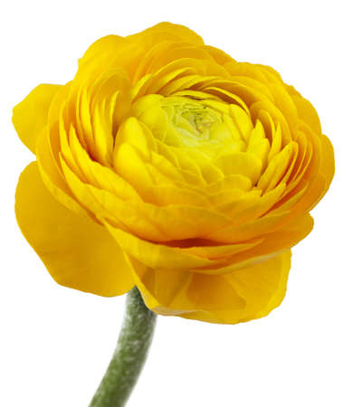 Buttercup Flower isolated on white background closeup 