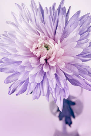 Close-up of chrysanthemum