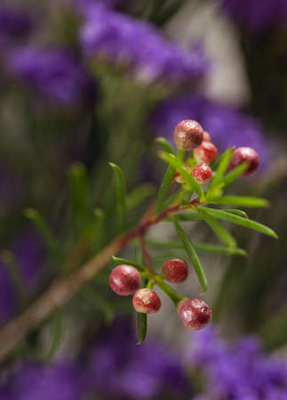 Abstract floral background  Closeup macroの写真素材