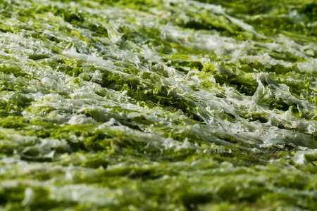 Algae  Stock photo 