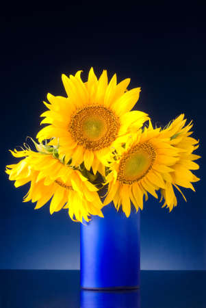 bouquet of sunflowers in a blue vase isolated over a blue backgroundの写真素材