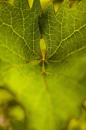 Detail of a single grape leafの写真素材