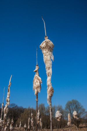 Close up of some dry cattails and blue sky in backgroundの写真素材