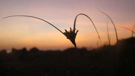 the grassの写真素材