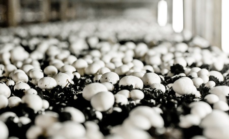 Growing mushrooms in humusの写真素材