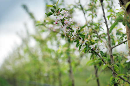 Blooming apple tree