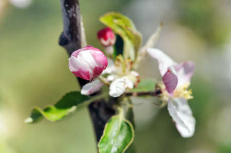 Blooming apple treeの写真素材