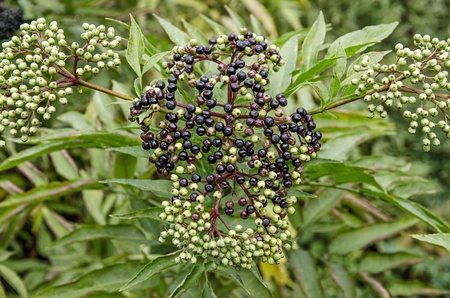 elderberry on background green leafの写真素材