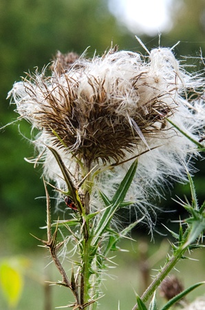 deflorate thistle with red beetleの写真素材