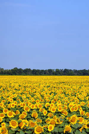 Sunflower field over cloudy blue skyの写真素材