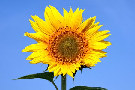 Sunflower field over cloudy blue skyの写真素材