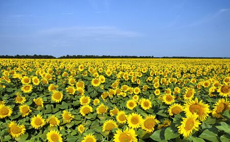 Sunflower field over cloudy blue skyの写真素材