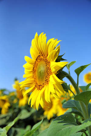 Sunflower field over cloudy blue skyの写真素材