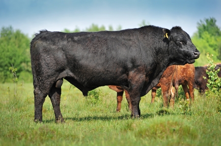 Black bull with brown cows in fieldの写真素材