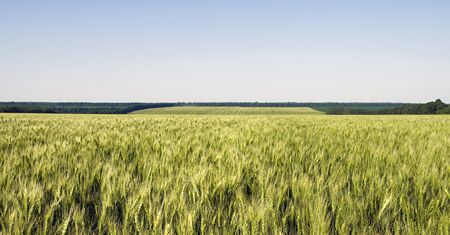 Green crop field and blue skyの写真素材