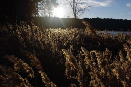 Water plants at the sunsentの写真素材