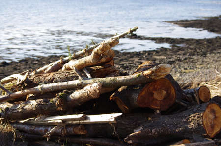 Big dry wood log on the beach and blue sky view background, shooting close upの写真素材