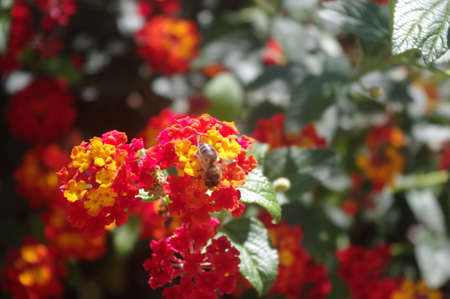 Orange and yellow lantan flower in a gardenの写真素材