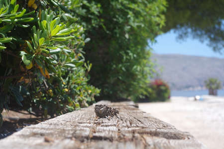 Pine cone at the beach. Close up. Sunnyの写真素材