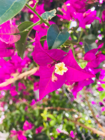 Purple flowers.Flower background in wild nature.Summer colorsの写真素材