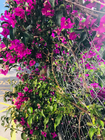 Purple flowers.Flower background in wild nature.Summer colorsの写真素材
