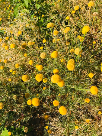 Yellow pompons flowers growing in the wild during spring.の写真素材