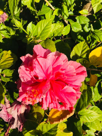 Pink flower blossom. Bright color.Green background Spring Spainの写真素材