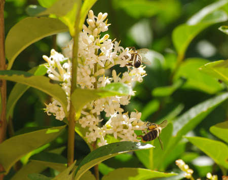 Bee on white flower close up while collecting pollen . Background. Spring.の写真素材