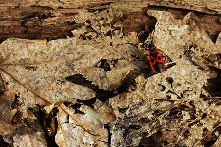 Firebug (Pyrrhocoris apterus) with dead leavesの写真素材