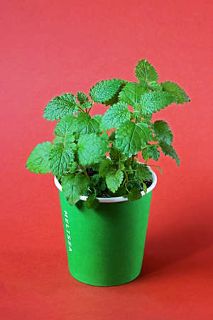 Melissa Officinalis