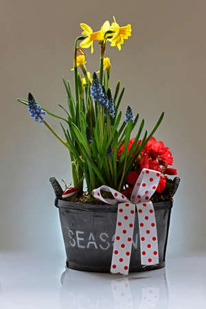 Spring floral basket with beautiful fresh narcissus begonia and muscari armeniacum flowers.の写真素材