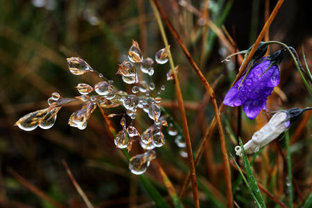 Campanula Alpina photographed in a foggy morningの写真素材