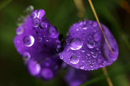 Campanula Alpina photographed in a foggy morningの写真素材