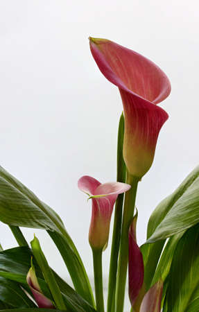 Two colorful Calla  Zantedeschia Rehmaniiの写真素材