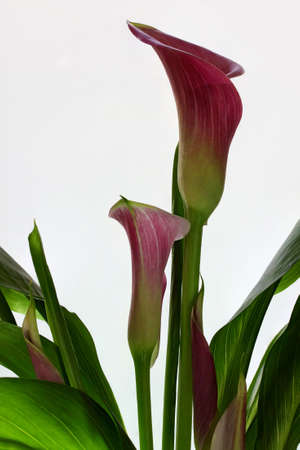 Two colorful Calla  Zantedeschia Rehmaniiの写真素材