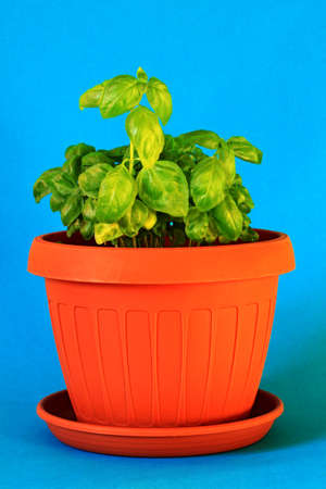 Ocimum basilicumの写真素材