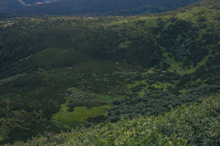 Deep green landscape in Carpathian mountains, Ukraineの写真素材