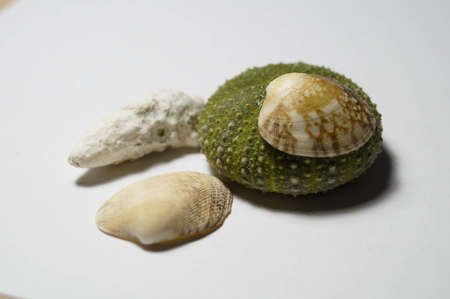 sea shells on white background
