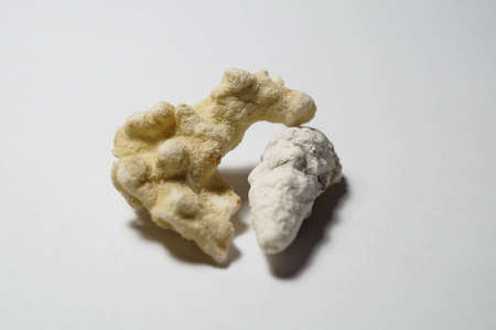 sea shells on white backgroundの写真素材