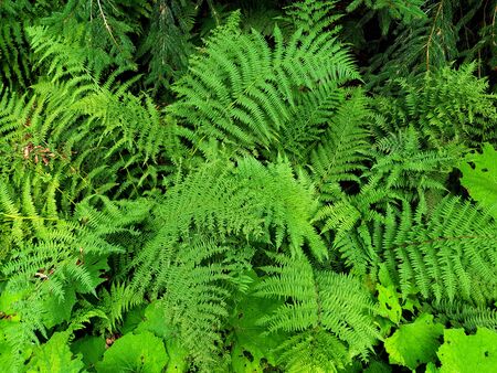 Fern background photo. Green plant textureの写真素材