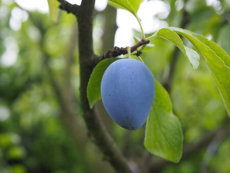 One ripe plum on the treeの写真素材