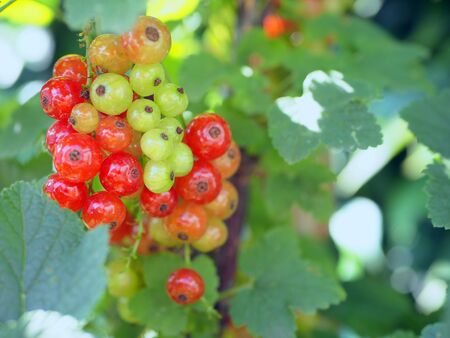 Berries of currant on bush, ripe and unripe fruits of red currantの写真素材
