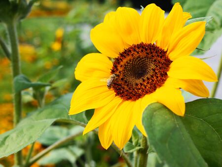 Bee on sunflower, sunflowers pollinateの写真素材