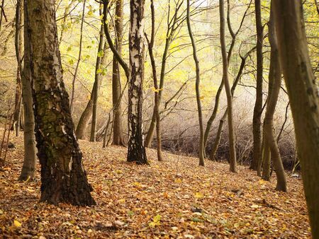 Foggy autumn forest landscape photo background, mysterious sceneryの写真素材