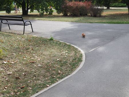 Red squirrel in the middle of a park pathの写真素材
