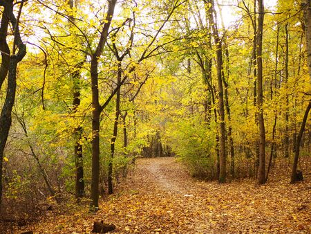 Autumn in the park, pathway full of leavesの写真素材
