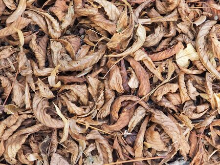 Clear leaves in forest. Many dried leaves close-up, autumn foliageの写真素材
